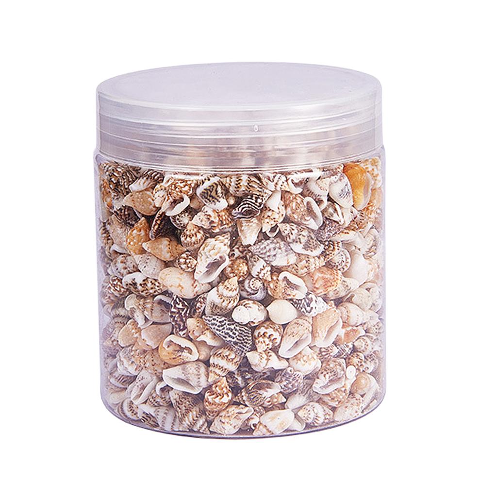 Art Craft Event - Natural Seashells Box Vibrant Small Shells