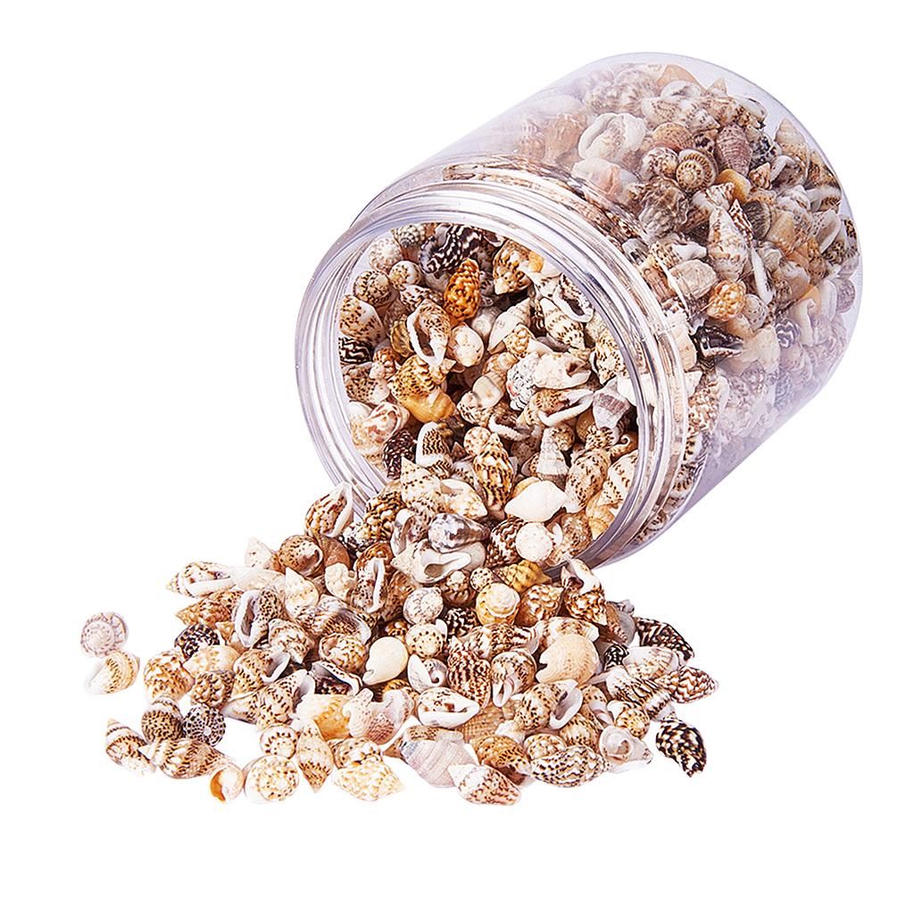 Natural Seashells Box Vibrant  - Art Craft Event recension och pris