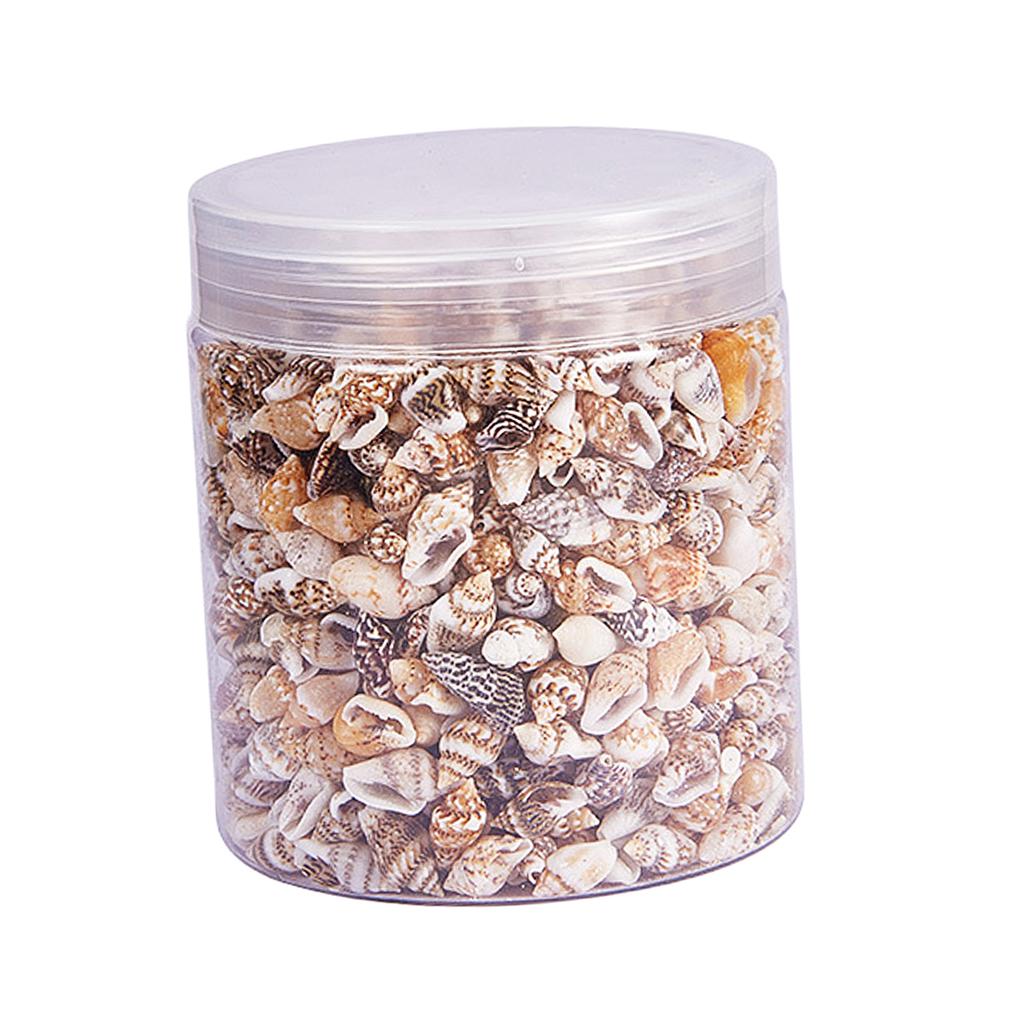 Natural Seashells Box Vibrant  - Art Craft Event recension och pris