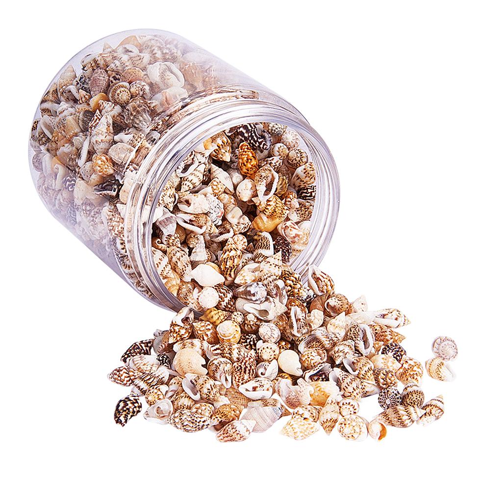 Natural Seashells Box Vibrant  - Art Craft Event recension och pris